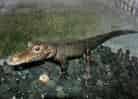 動物図鑑・ニシアフリカコビトワニ 2
